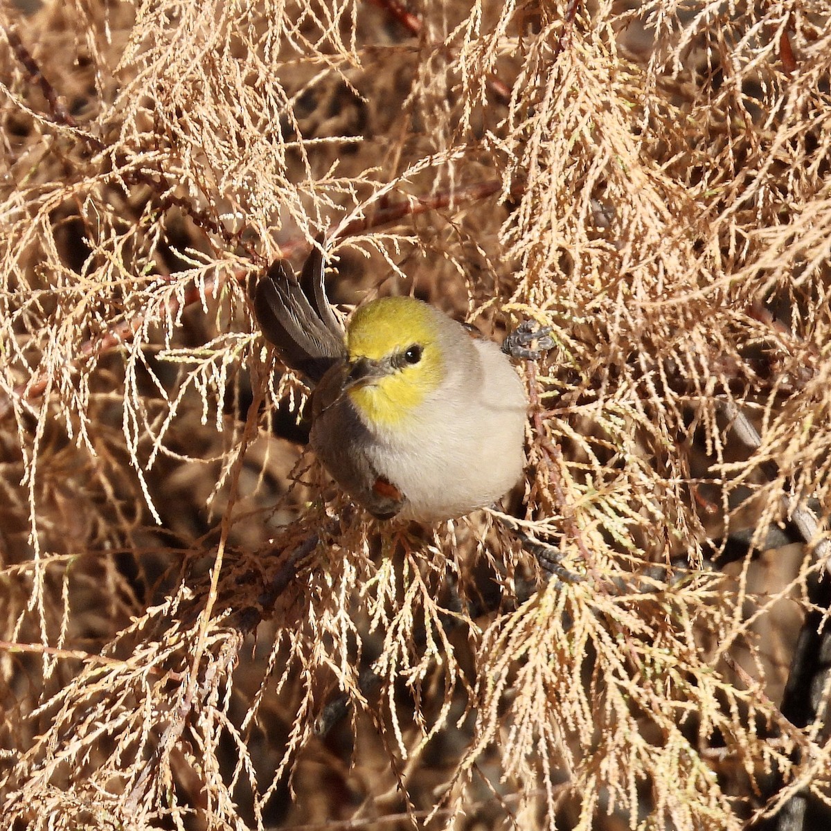 Verdin - ML647719841