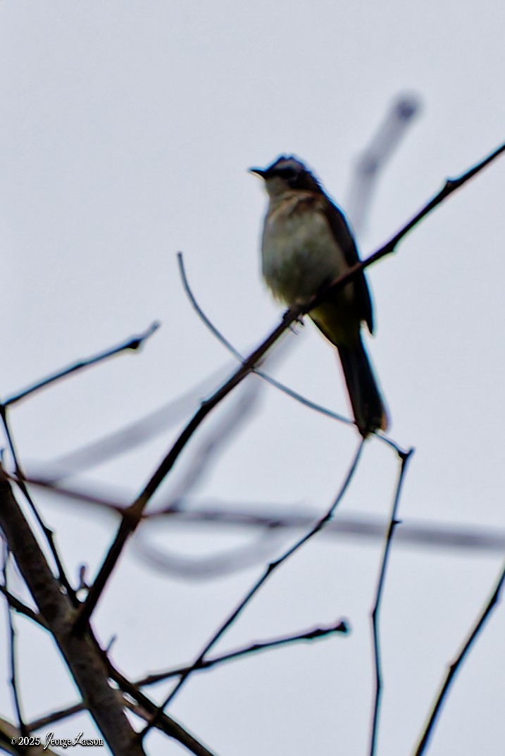 Yellow-vented Bulbul - ML647719843