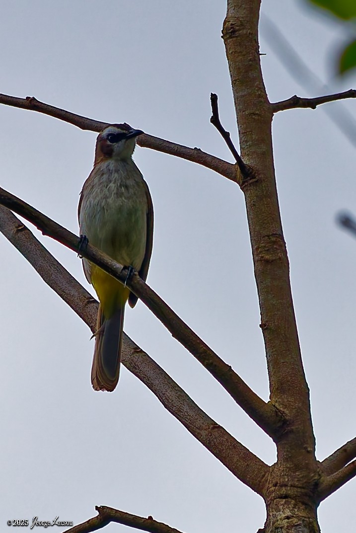 Yellow-vented Bulbul - ML647719844