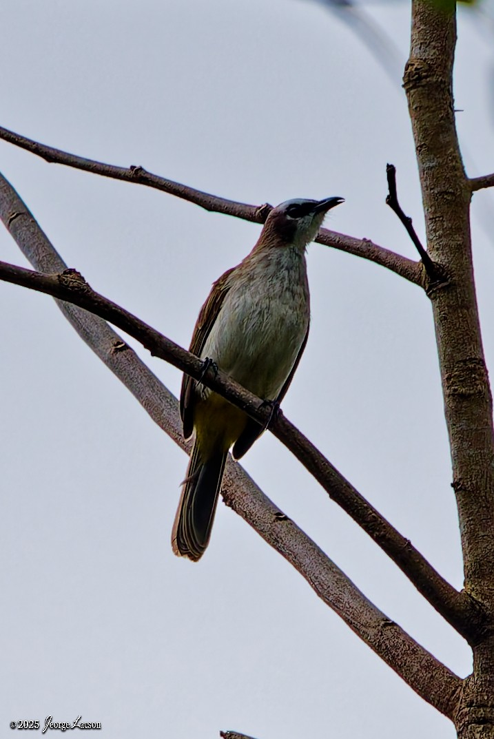 Yellow-vented Bulbul - ML647719845