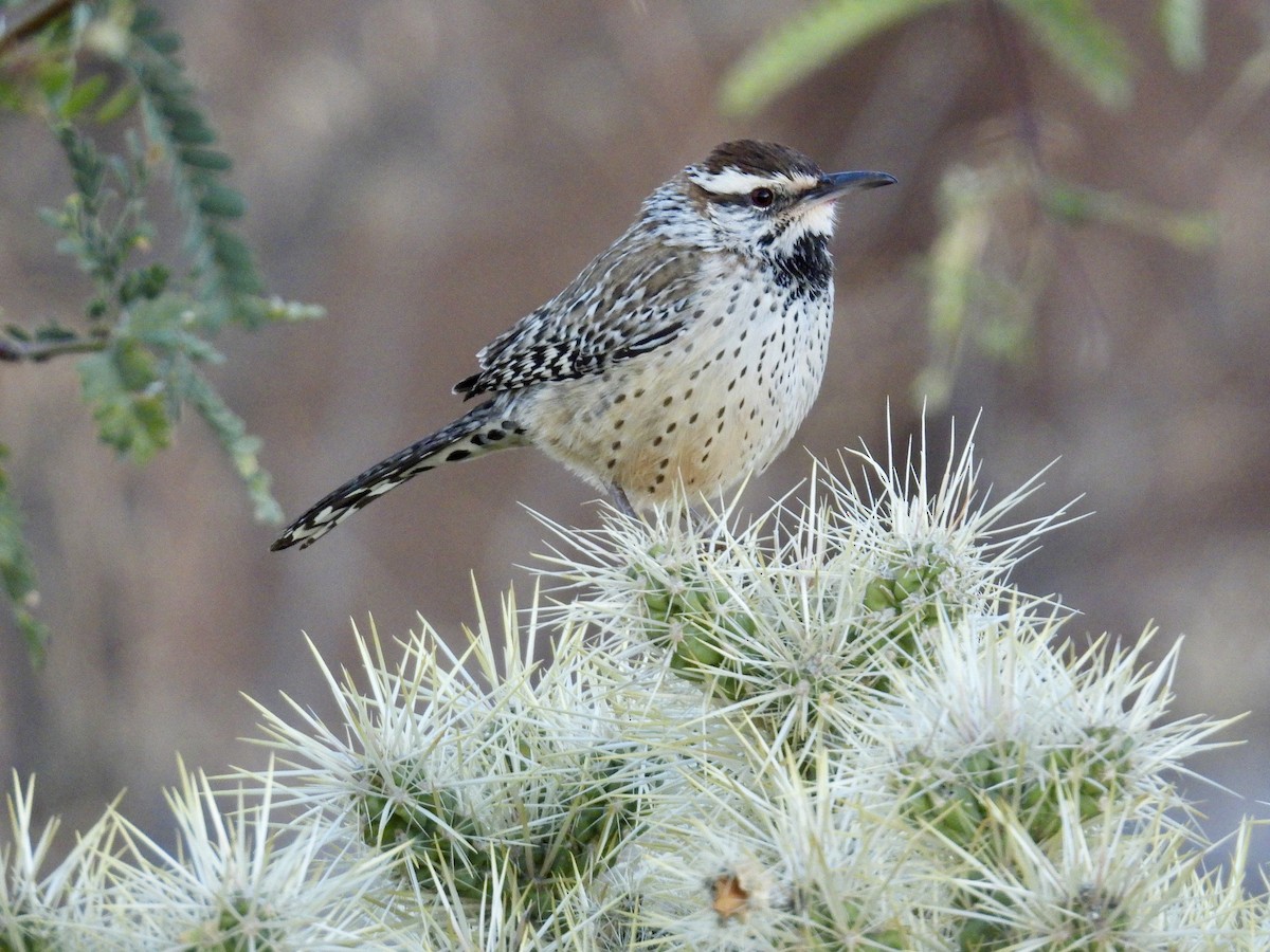 Cactus Wren - ML647719857
