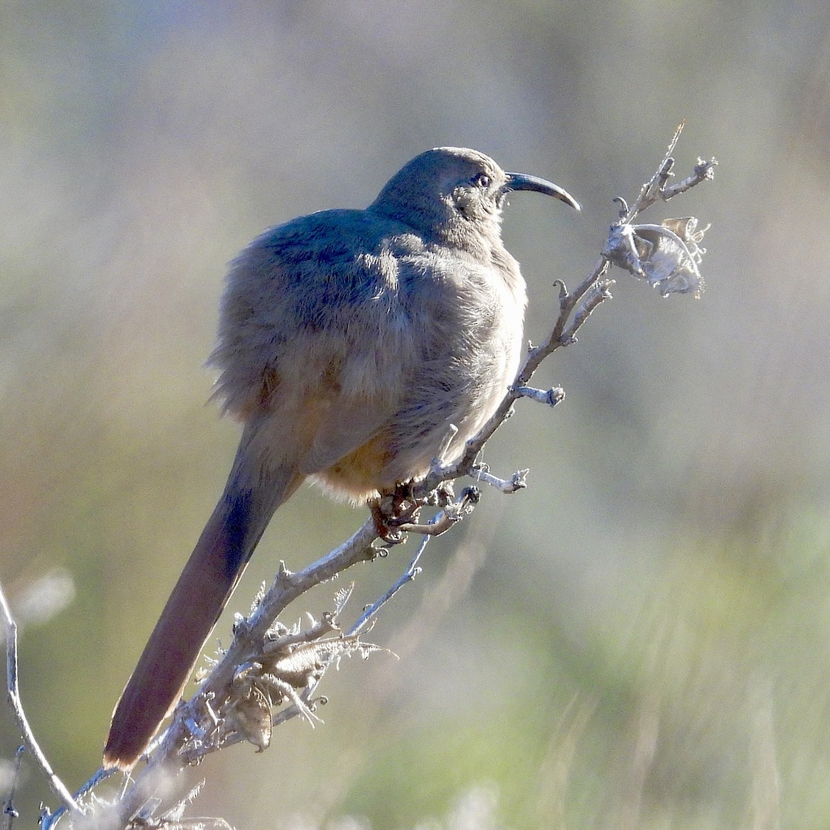 Crissal Thrasher - ML647719864