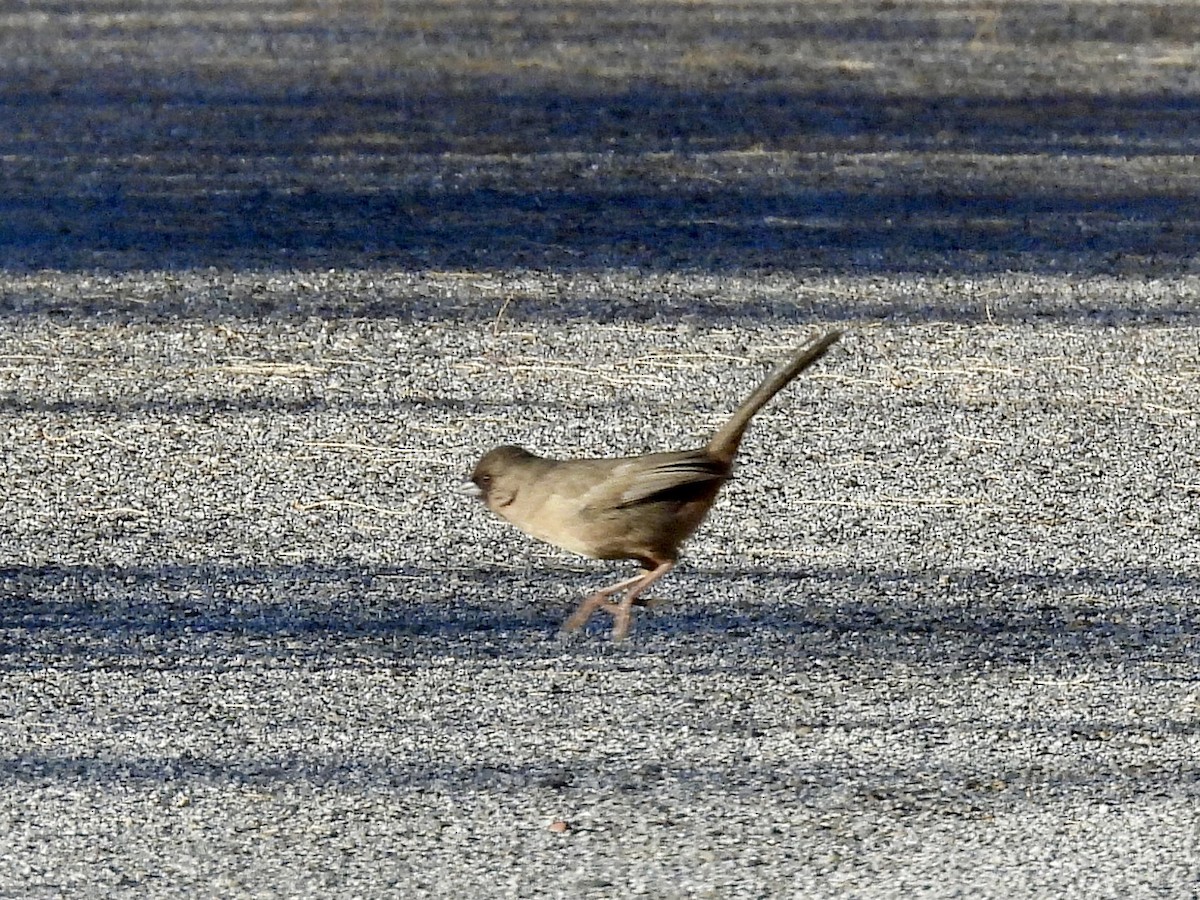 Abert's Towhee - ML647719877