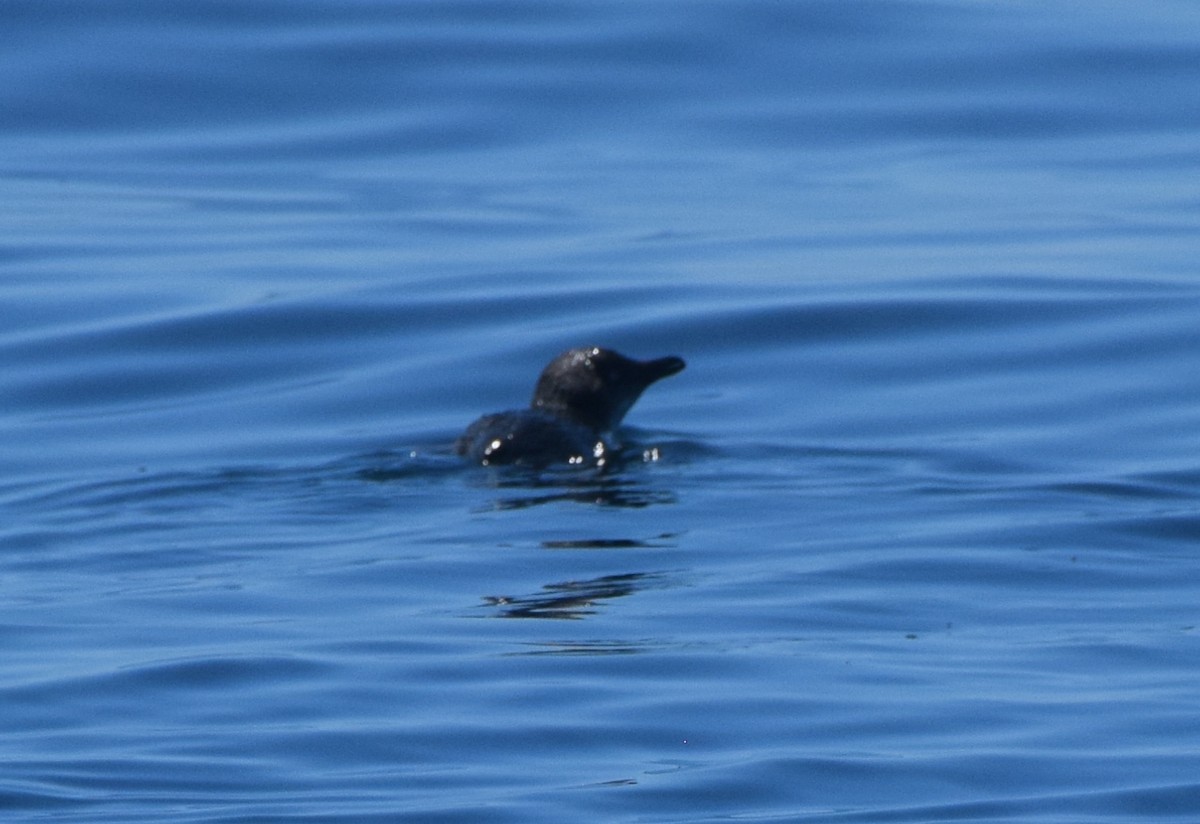 Little Penguin - ML647719878