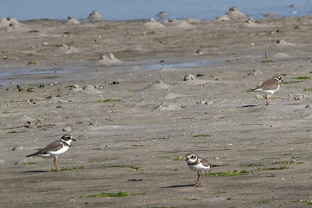 Semipalmated Plover - ML647719937