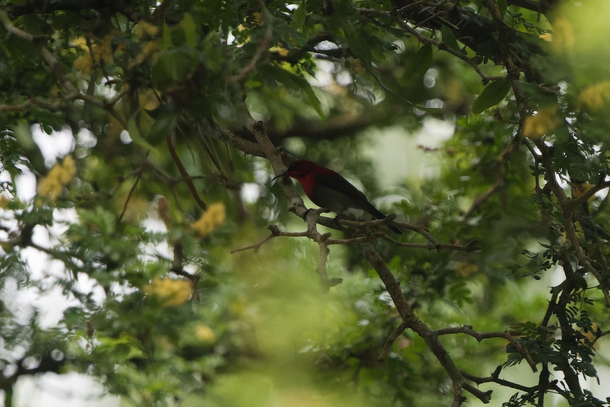 strdimil karmínovoprsý - ML647720012