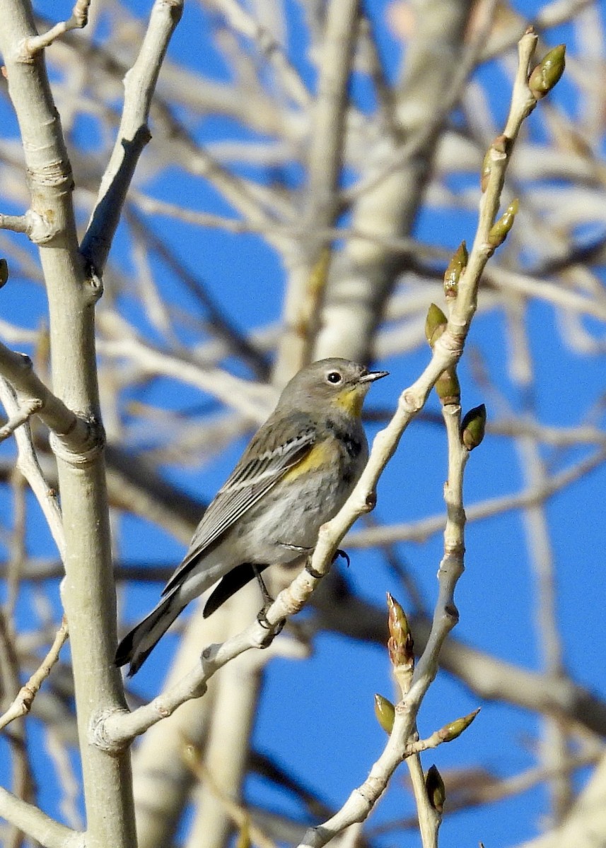 Yellow-rumped Warbler - ML647720046