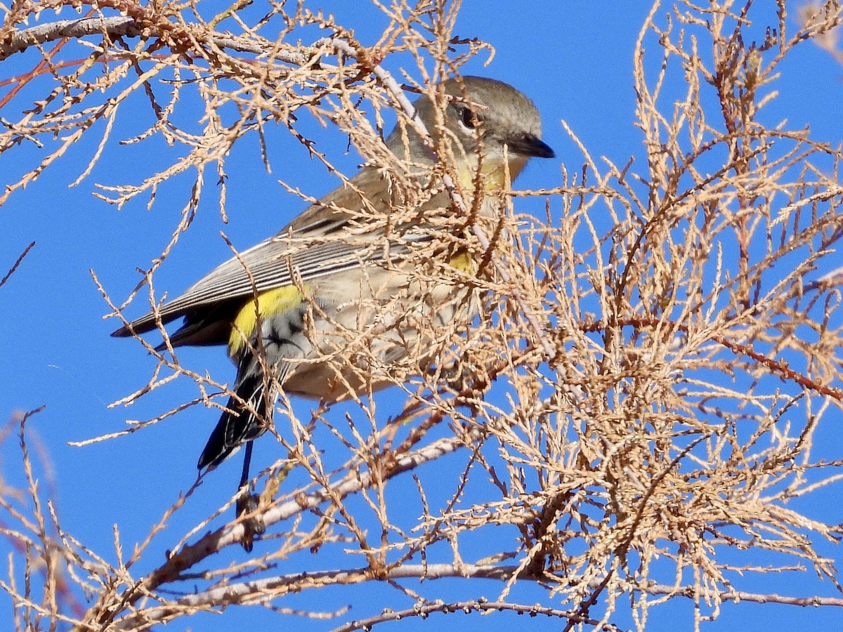 Yellow-rumped Warbler - ML647720047