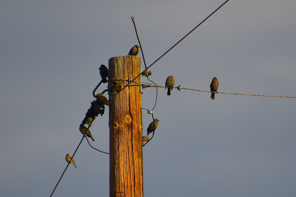 Red-winged Blackbird - ML647720054
