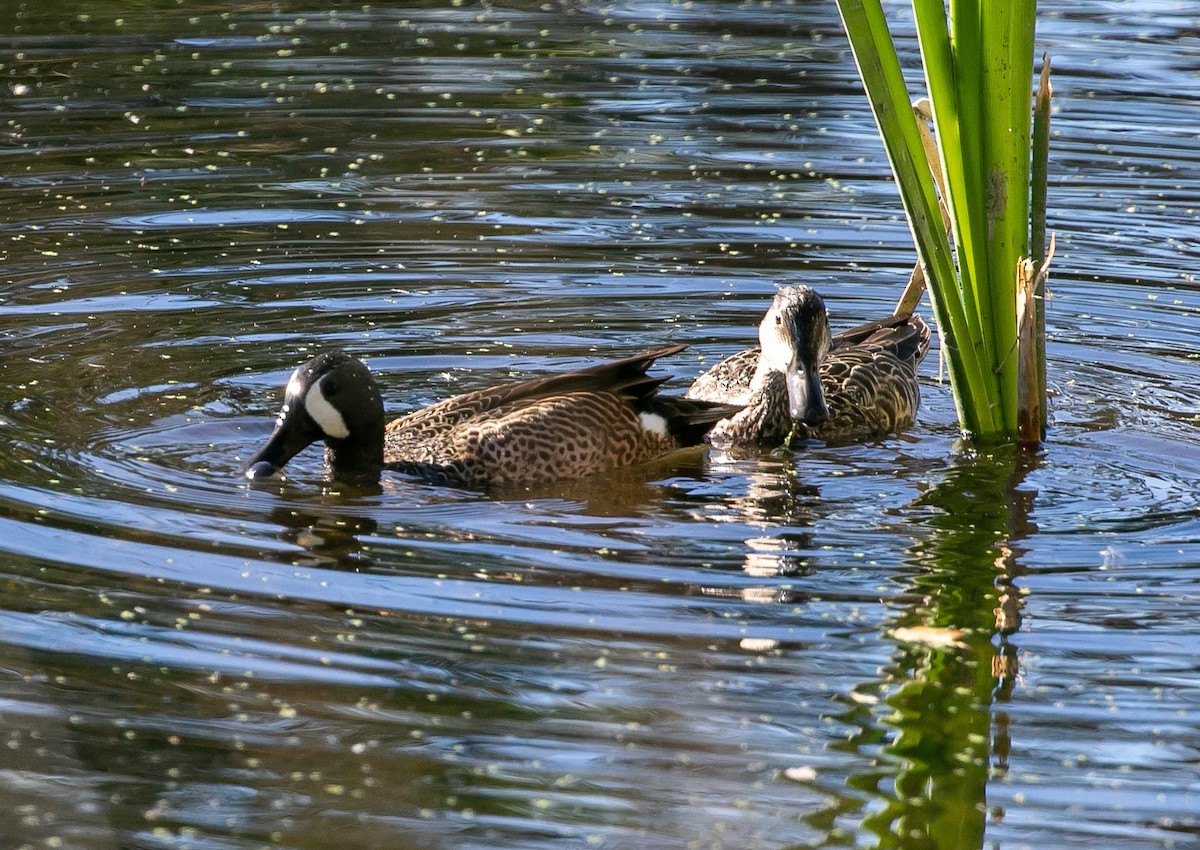 Blue-winged Teal - ML647720055