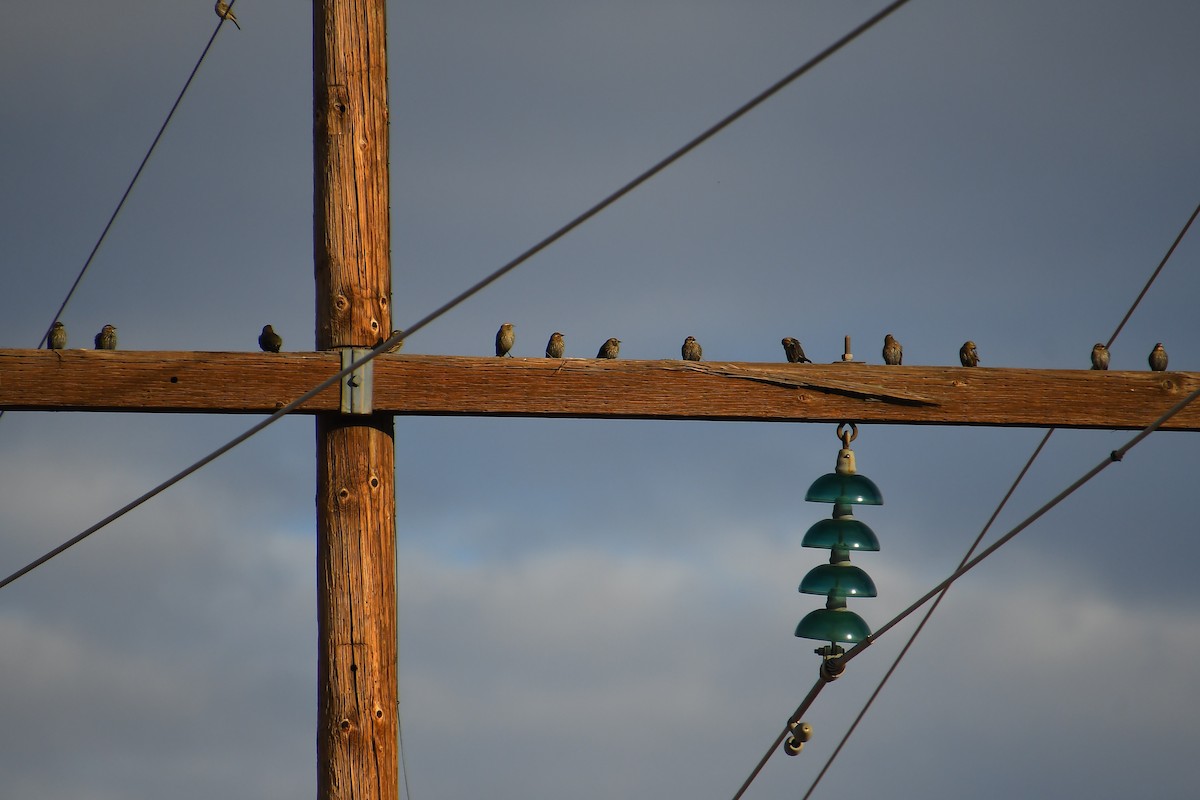 Red-winged Blackbird - ML647720060