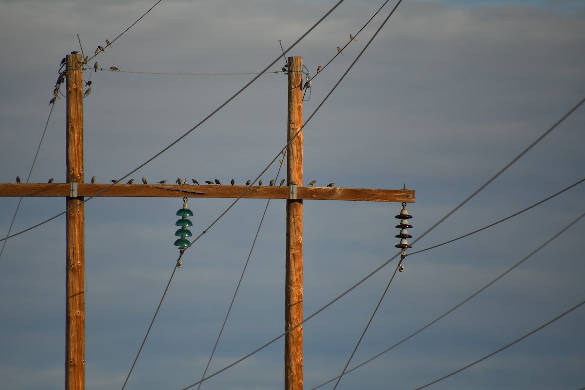 Red-winged Blackbird - ML647720067