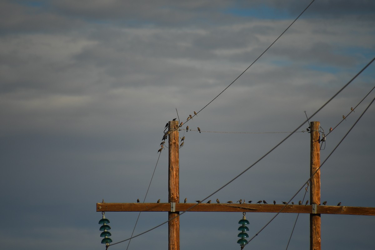 Red-winged Blackbird - ML647720068