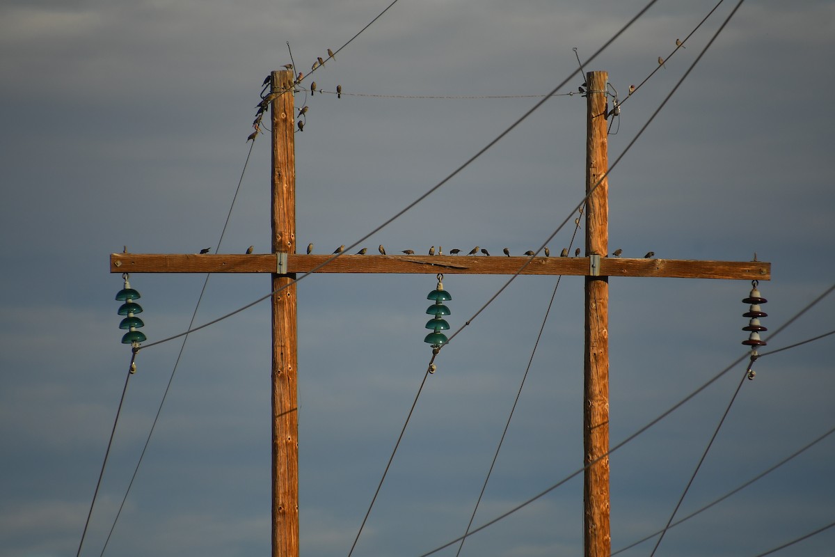 Red-winged Blackbird - ML647720069