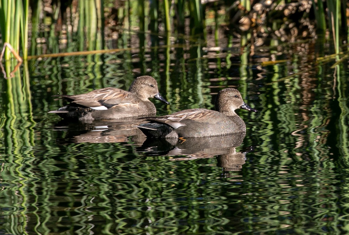 Boz Ördek - ML647720071