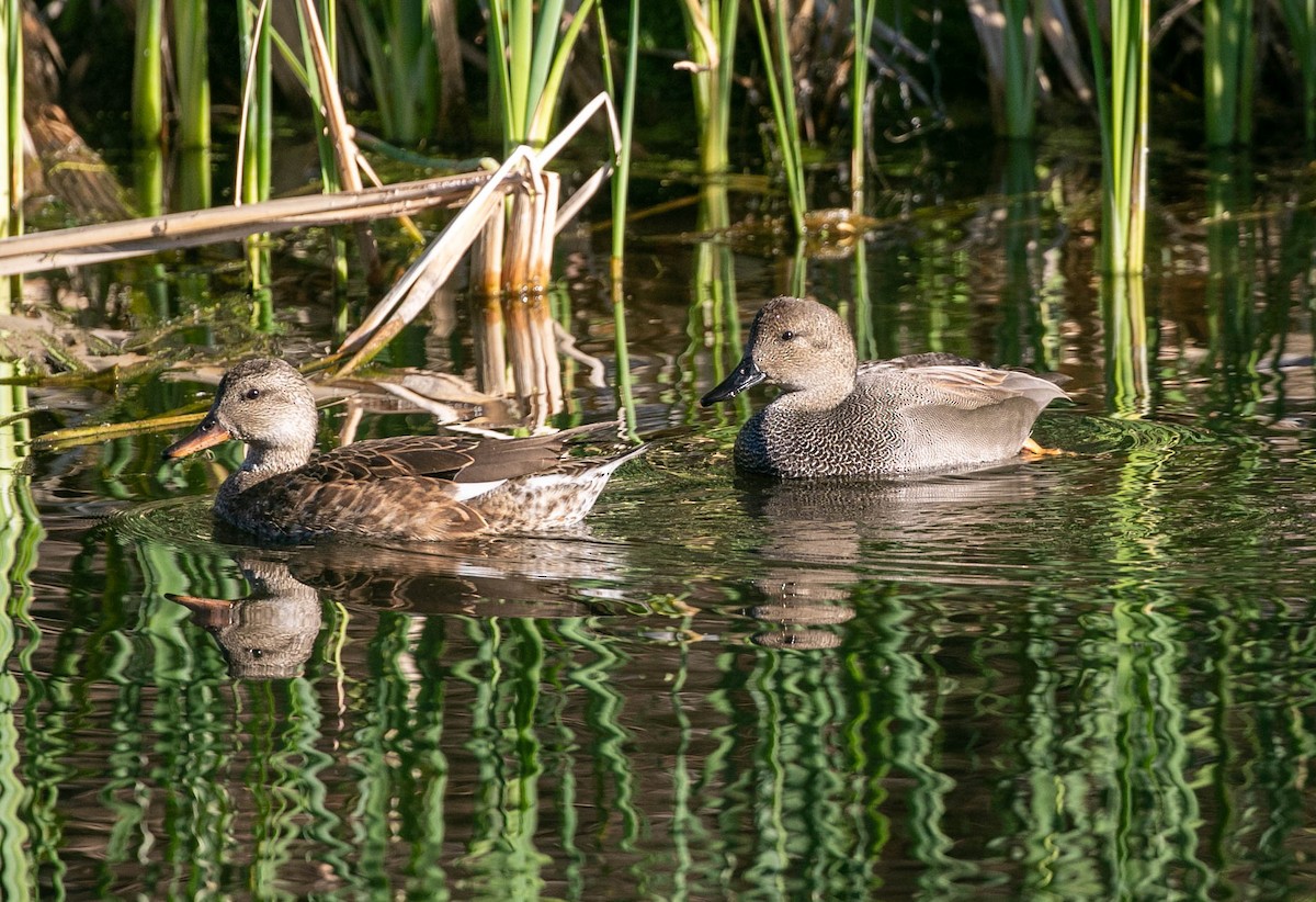 Boz Ördek - ML647720072