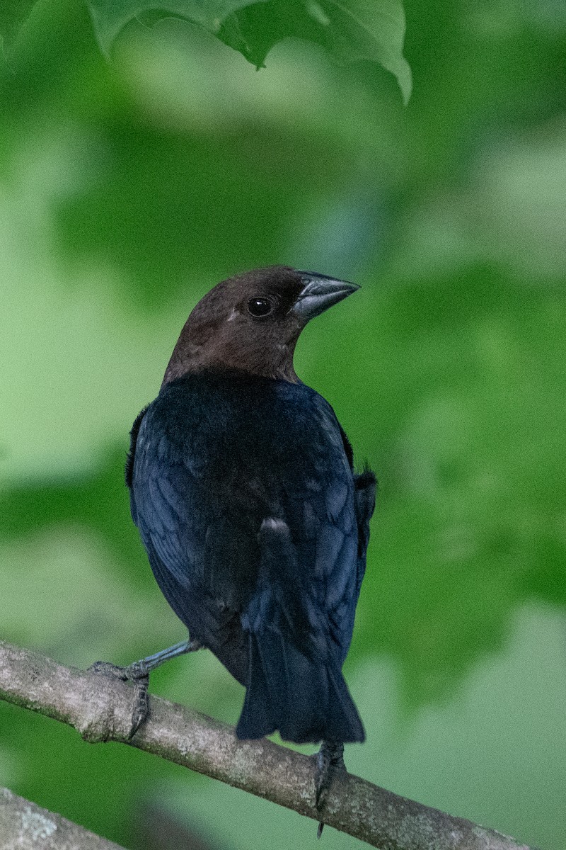 Brown-headed Cowbird - ML647720073