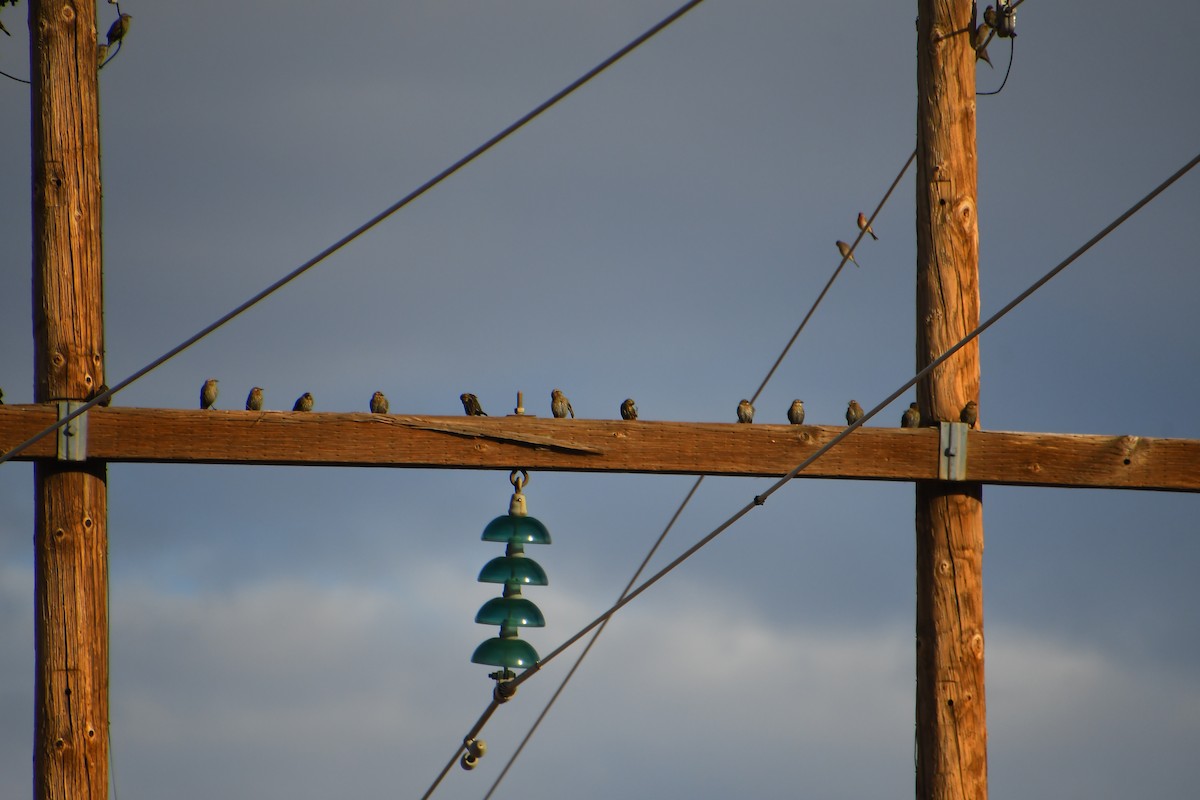 Red-winged Blackbird - ML647720076