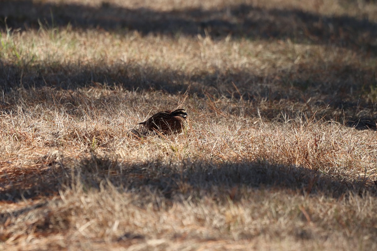 Northern Bobwhite - ML647720087