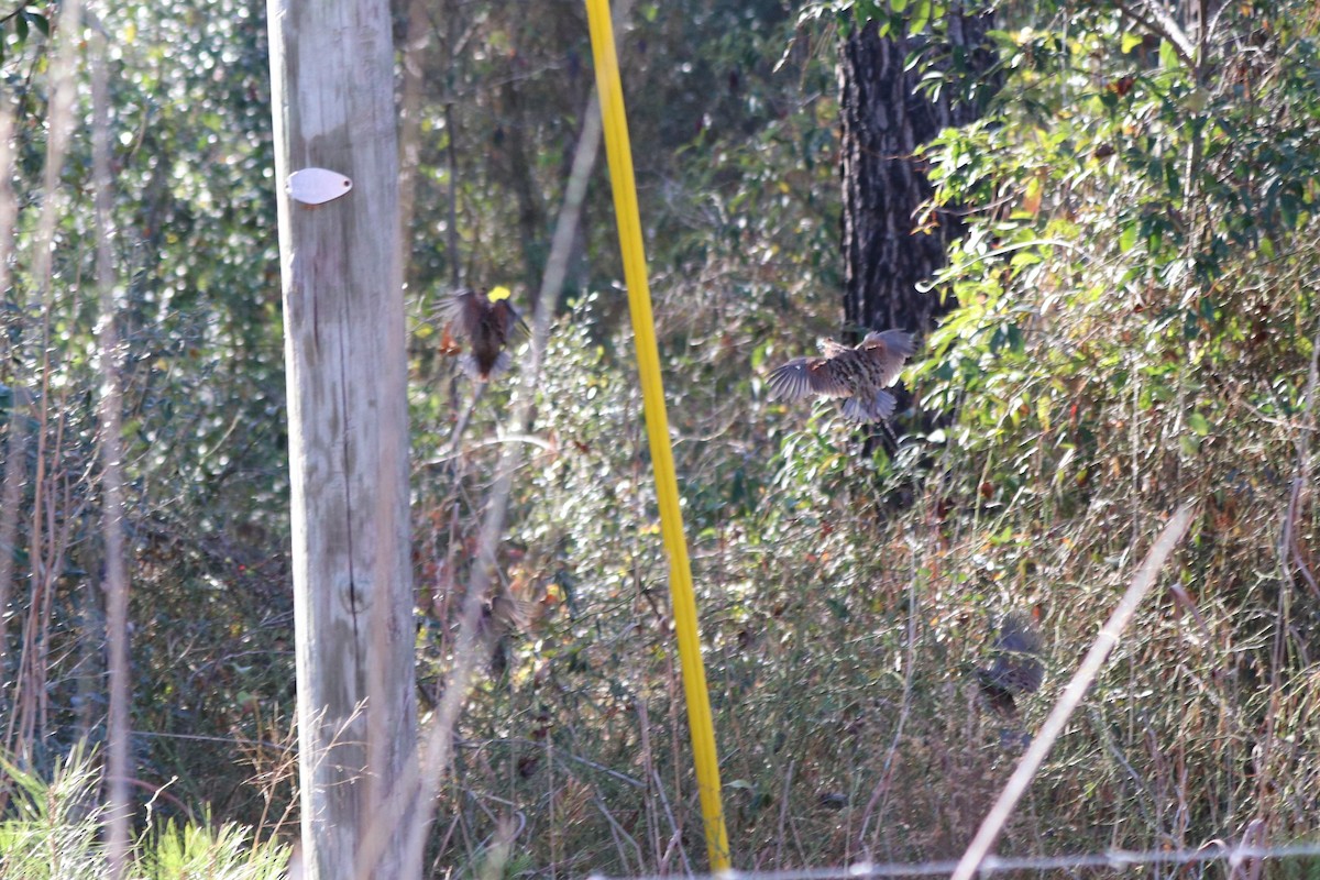 Northern Bobwhite - ML647720092