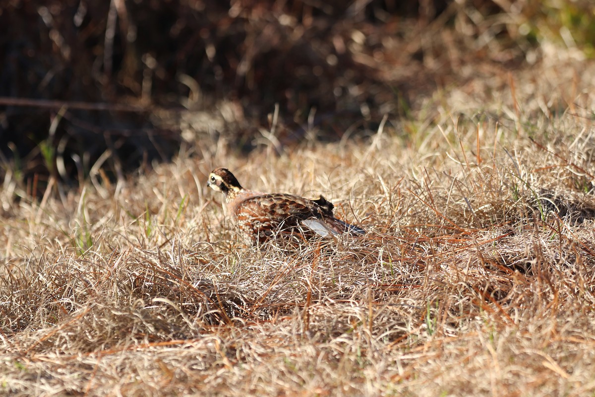 Northern Bobwhite - ML647720094