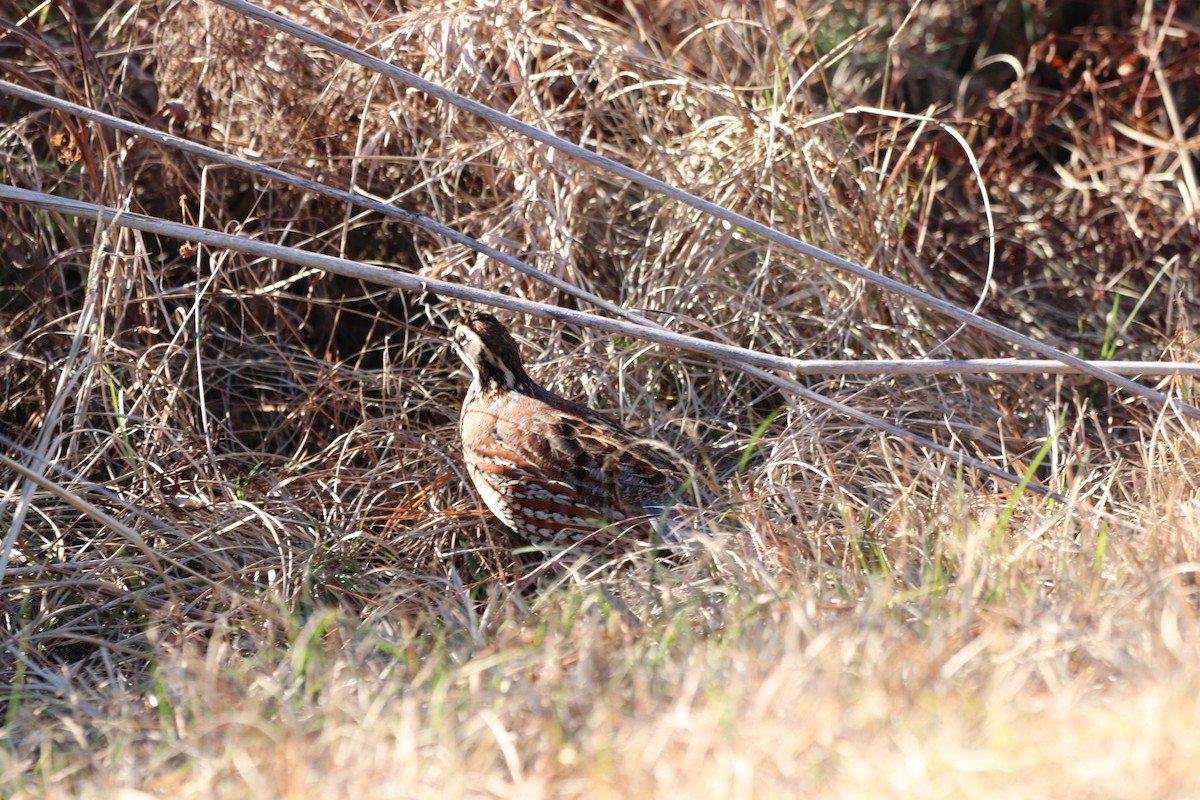 Northern Bobwhite - ML647720097