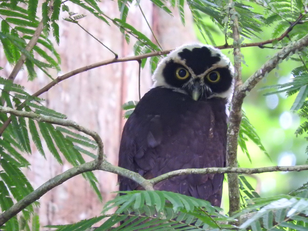 Spectacled Owl - ML647720102