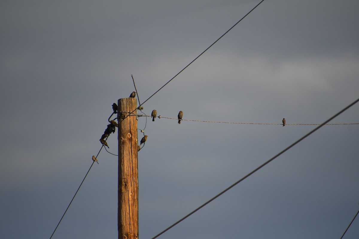 Red-winged Blackbird - ML647720103