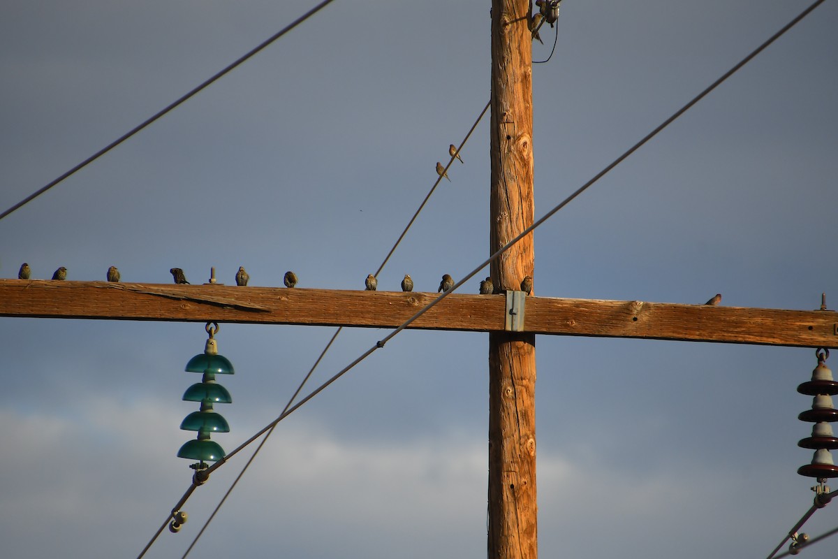 Red-winged Blackbird - ML647720104