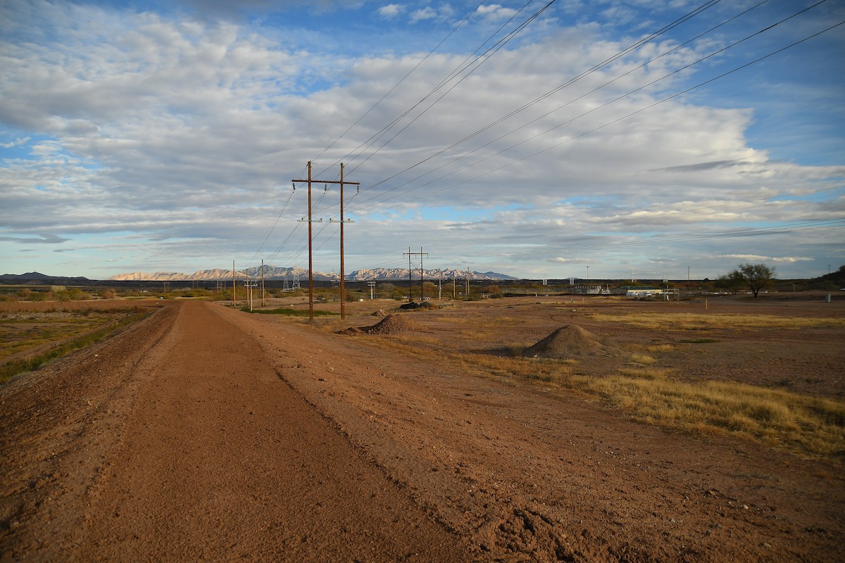 Red-winged Blackbird - ML647720105