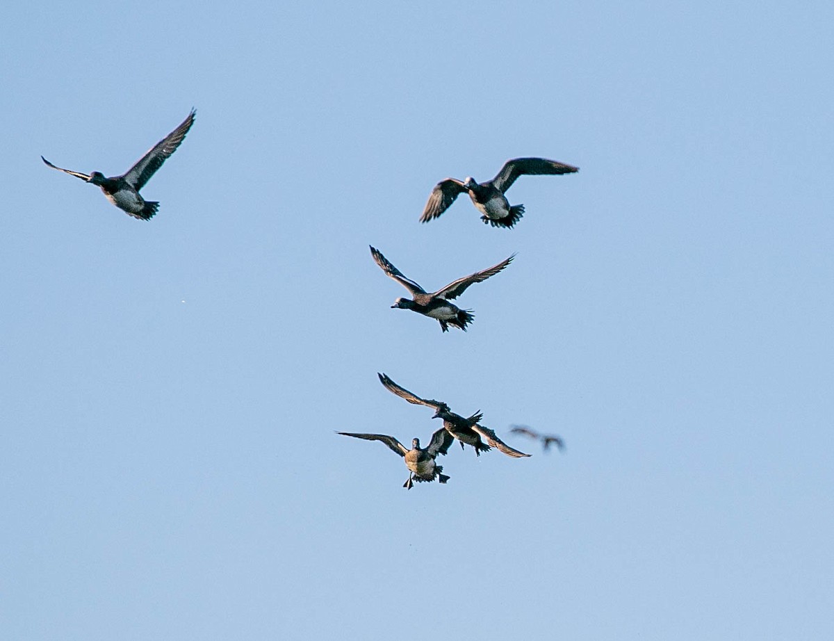 American Wigeon - ML647720106