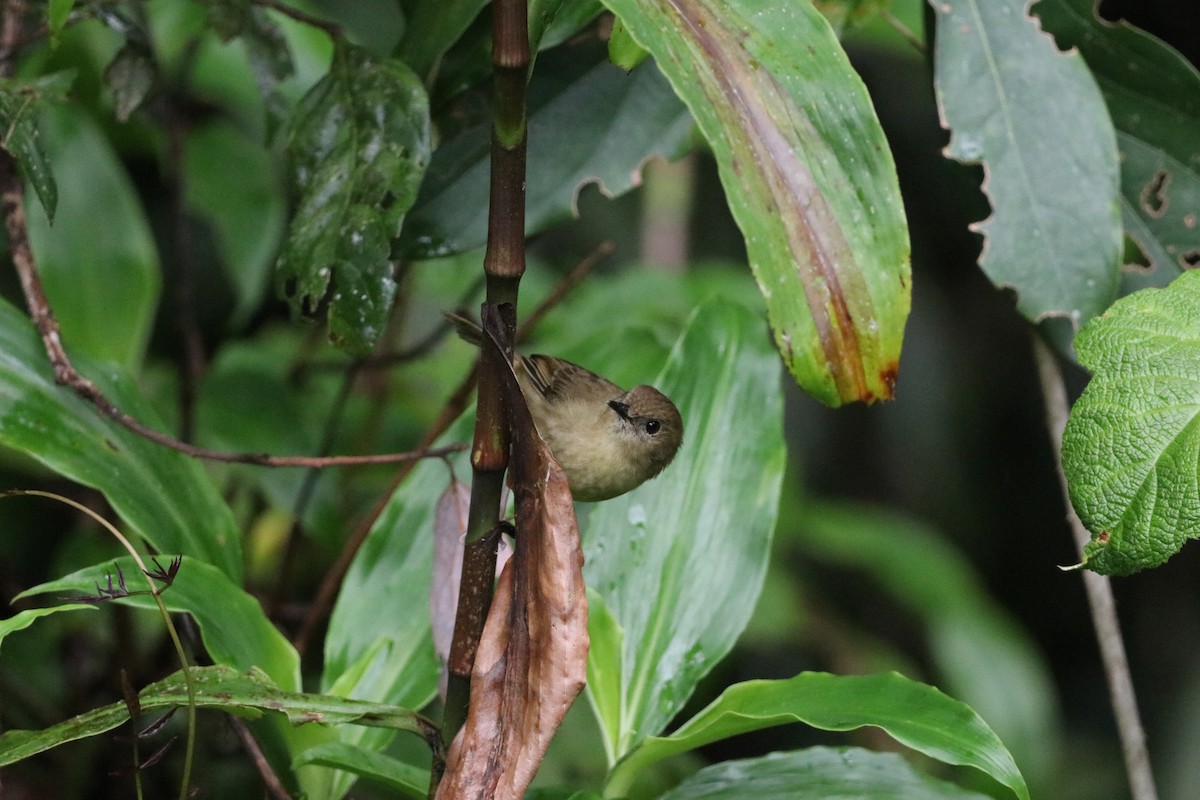 Atherton Scrubwren - ML647720107
