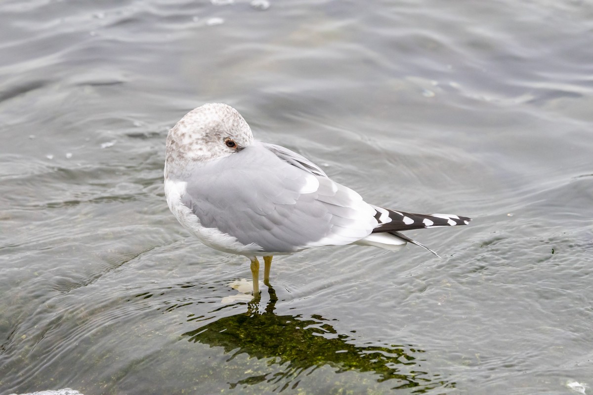 Short-billed Gull - ML647720108