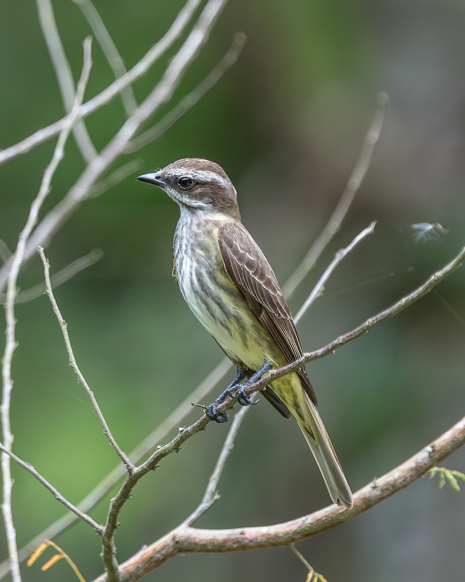 Great Kiskadee - ML647720110