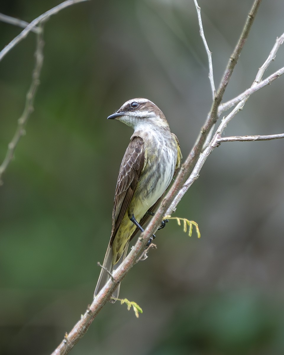 Great Kiskadee - ML647720111