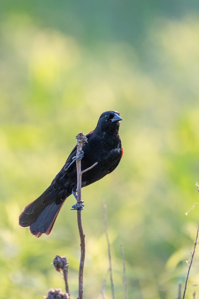 Red-winged Blackbird - ML647720113