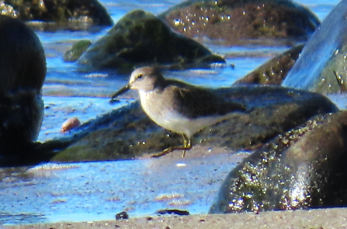 Least Sandpiper - ML647720114