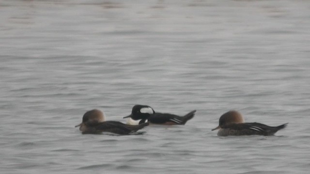 morčák chocholatý - ML647720116