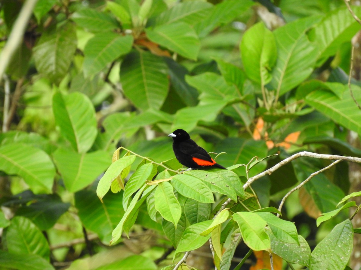 Scarlet-rumped Tanager - ML647720117