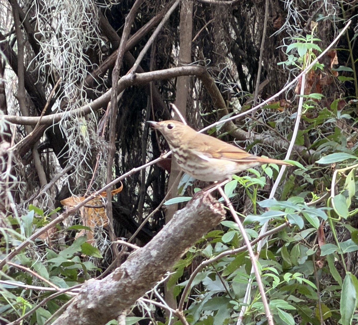 Hermit Thrush - ML647720118