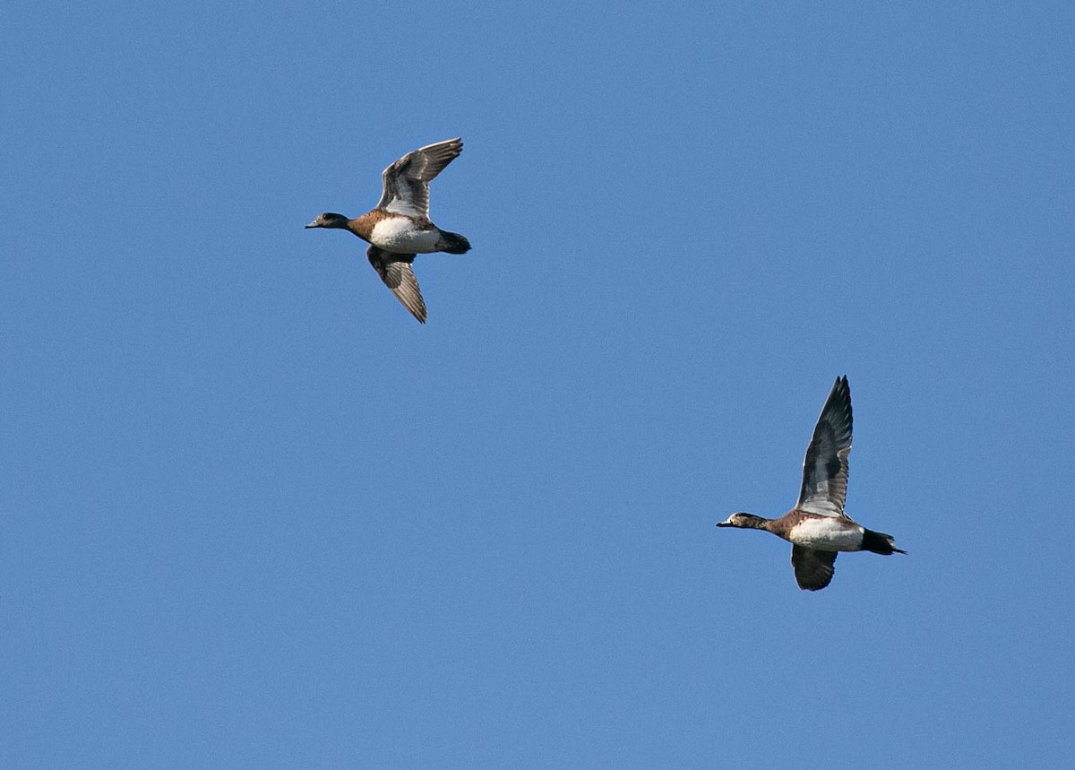 American Wigeon - ML647720119