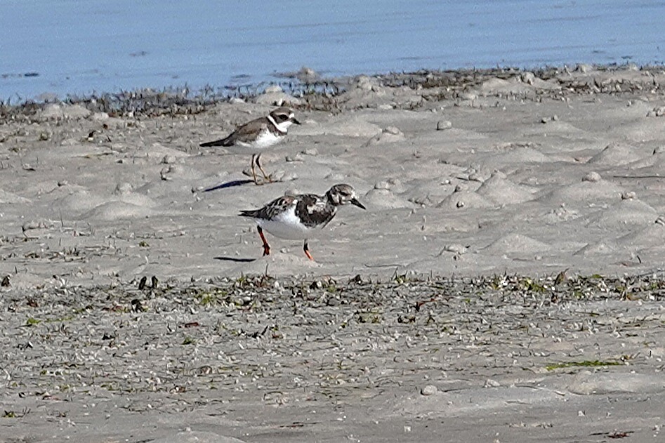 Ruddy Turnstone - ML647720121