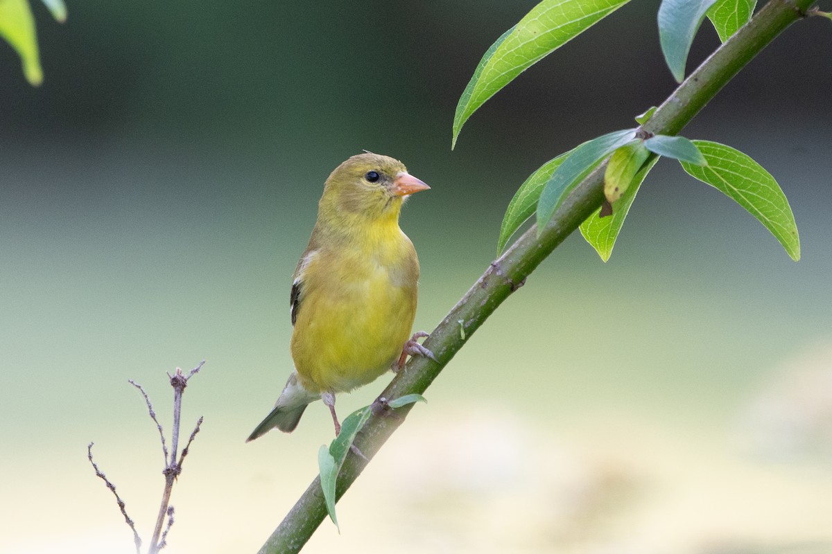 American Goldfinch - ML647720123