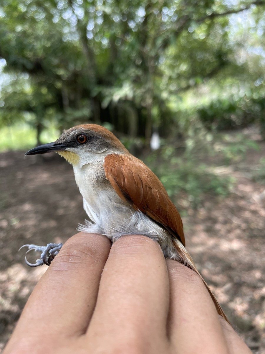 Yellow-chinned Spinetail - ML647720124
