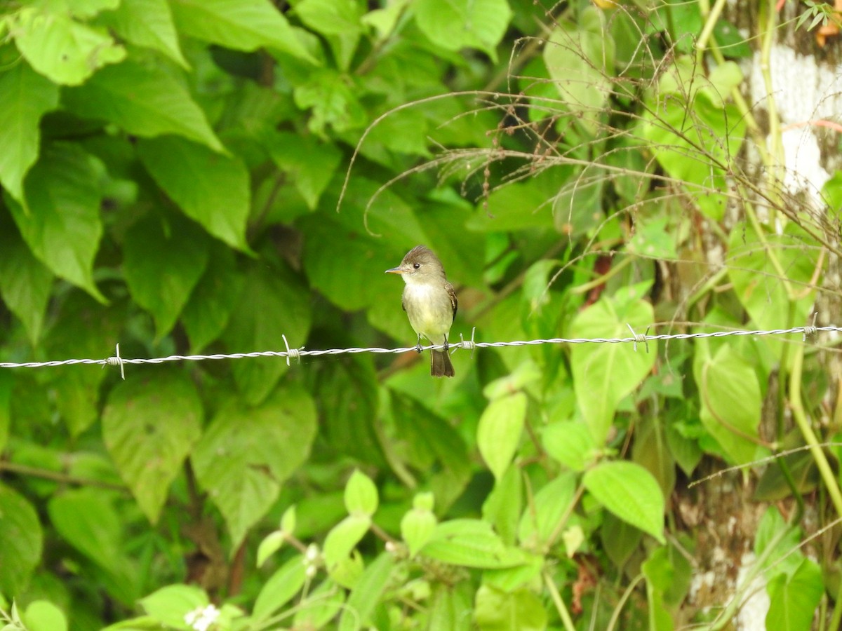 Northern Tropical Pewee - ML647720131