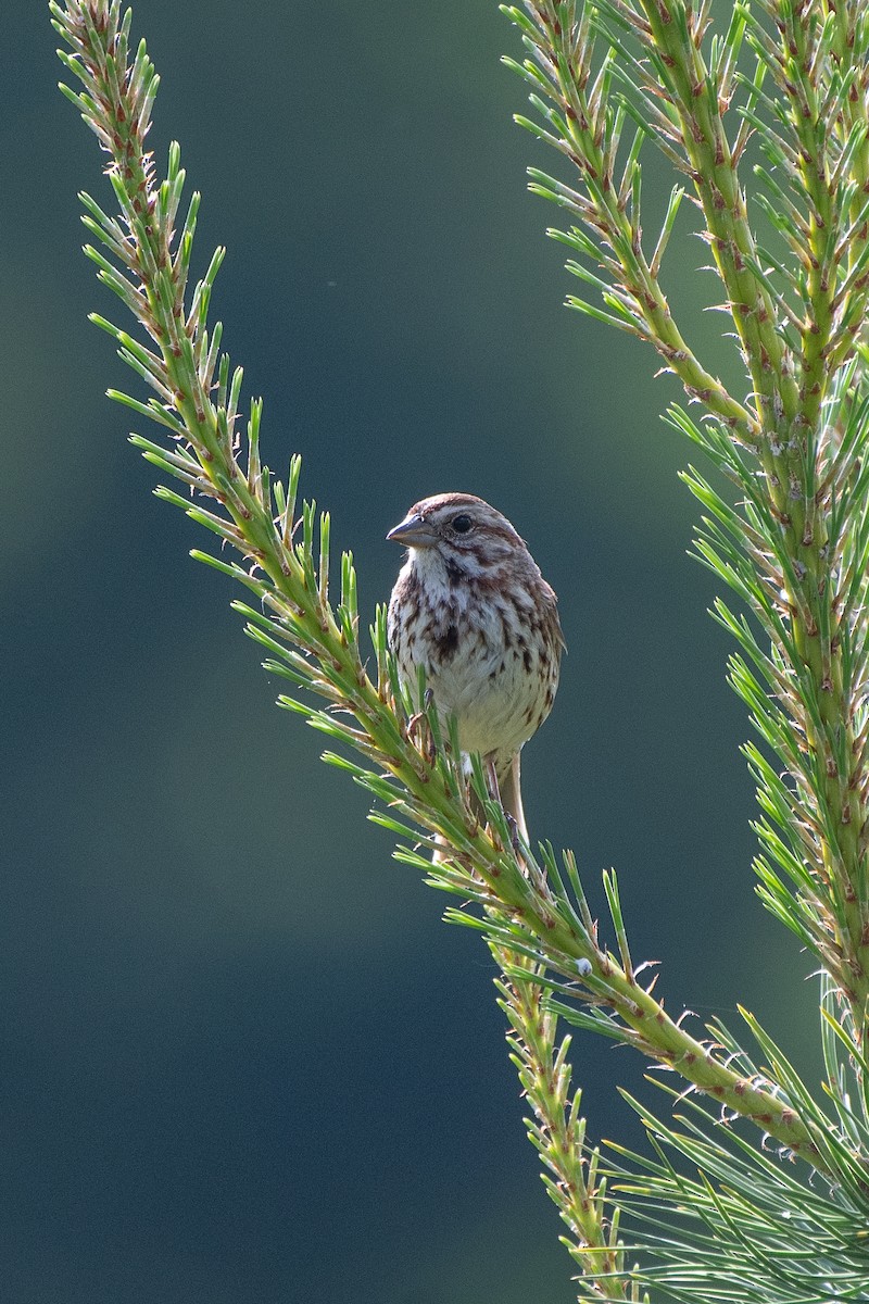 Song Sparrow - ML647720133