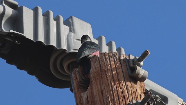 datel červenolící - ML647720134