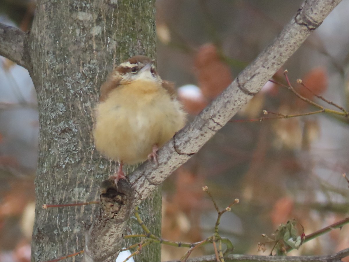 Carolina Wren - ML647720139