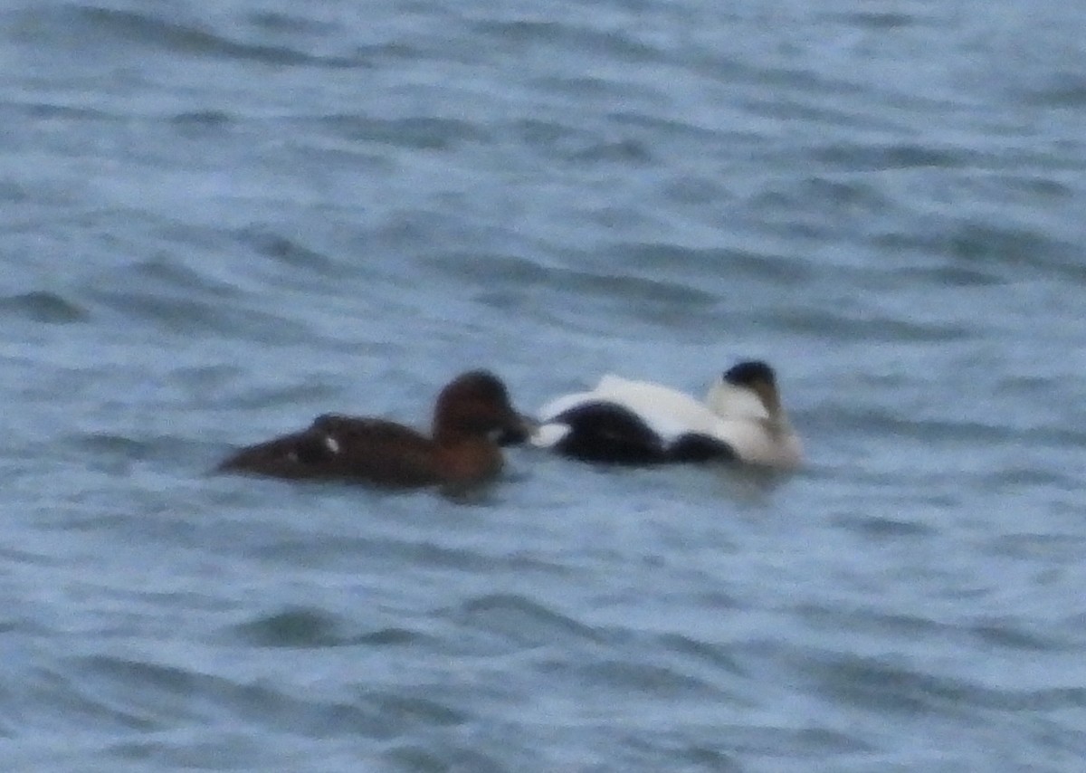 Common Eider - ML647720141