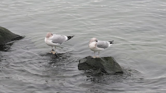 racek aljašský - ML647720149